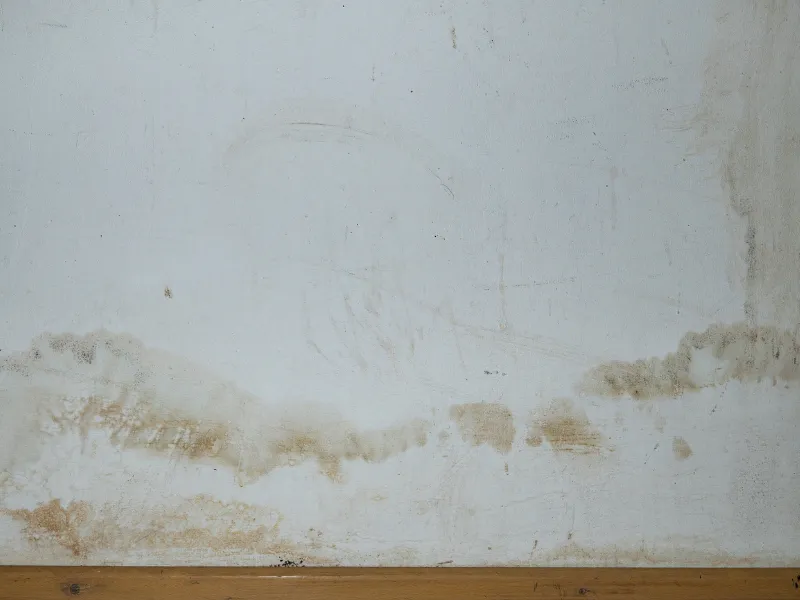 Closeup of a moldy wall mold remediation